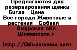 Предлагаются для резервирования щенки Бигля › Цена ­ 40 000 - Все города Животные и растения » Собаки   . Амурская обл.,Шимановск г.